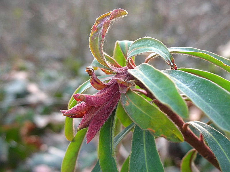 Euphorbia amygdaloides / Euforbia delle faggete